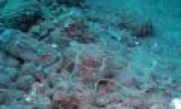 Transparent glass-like fish live at a depth of 100 meters