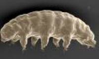 Transplanting proteins from the 'longevity' creature into human cells, surprised by the results