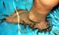 Treating fish with squash can be infected with HIV
