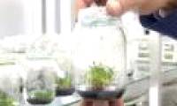 Tree sunscreen withstands Antarctic summer