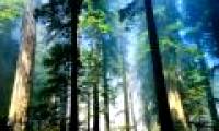 Trees also have painkillers