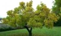 Trees also think and remember like people