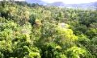 Trees grow fast thanks to the greenhouse effect