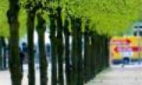 Trees reduce the number of crime cases