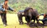 Tribes live on cows