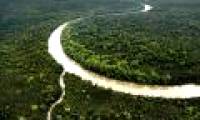 Tropical forest vitality