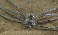 Tropical spiders can hide for 30 minutes underwater