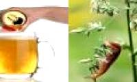 True story like joke: Farmers kill snails with ... beer?
