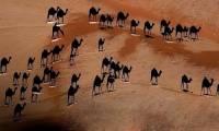 Turkey's controversial photo: What is the white color under the camel's feet?