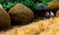 Turn straw into ... fuel