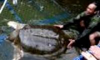 Turtle tools are fed fish, apply antibacterial drugs