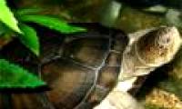 Turtles 'trick' the whole village of science