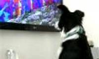 TV channel for ... puppies