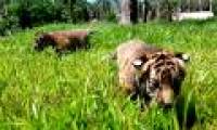 Two Bengal tigers were born at Vinpearl Safari Phu Quoc