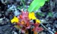 Two new turmeric species were discovered in Vietnam