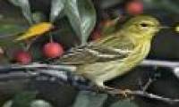 Two species of birds with super abilities 'weird': Eat twice the body weight and the reason is ...