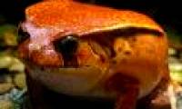 Two species of frogs were discovered ignoring tadpole stage in Ecuador