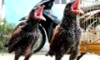 Two strange birds in Hoa Binh