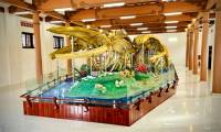 Two whale skeletons in Ly Son set record as largest in Vietnam