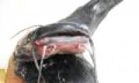 Two-headed black catfish, 10 weird beards