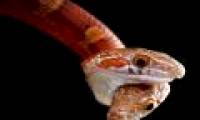 Two-headed snakes bite each other for food