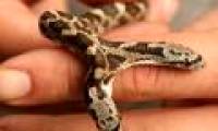 Two-headed snakes crawled into the home yard in America