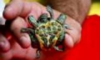 Two-headed turtle, 6-legged