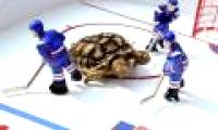 Two-headed turtles also displayed fortune
