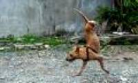 Two-legged dog with the strength of the person who must respect