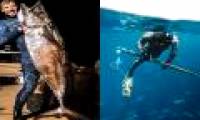 Two-meter dog tuna is caught by New Zealand fishermen