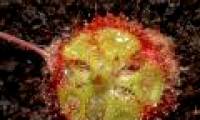 Typical carnivorous plants