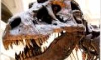 Tyrannosaurus can die from sore throats