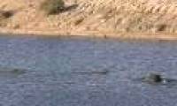 Unbelievable confrontation between crocodile, hippopotamus and antelope