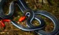 Unbelievable effect of the super killer snake venom