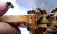 Unbelievable findings: Bee species have a local language
