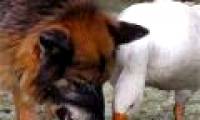 Unbelievable 'love story' between dogs and geese