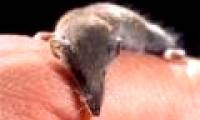Unbelievable records in the animal world