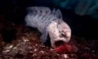 Unbelievable romance of the 'seabed monster': Wolf eel