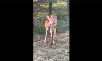 Unbelievable scene of deer eating snake and the surprising reason behind it