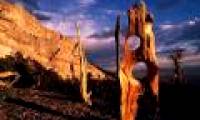 Unbelievable sight in the desert