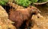 Unbelievable story about a pig-like rat in South America