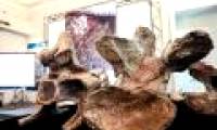 Uncover fossils of large dinosaurs never seen