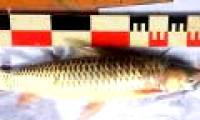 Uncover the mystery of strange fish: Whenever you eat, it is as drunk as drinking alcohol