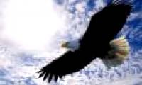 Understanding the giant carnivorous bird known as the