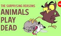 Understanding the phenomenon of 'playing dead' in the animal world