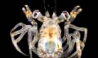 Unexpected beauty of plankton under a microscope