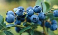 Unexpected discovery about blueberry peels