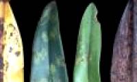 Unexpected effects of plant viruses