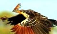 Unexpected facts about animals may not be known to you
