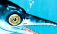 Unexpected fossil detection of marine reptiles has 4 nostrils